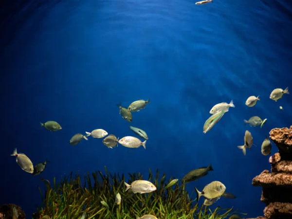 Dubai Aquarium and Underwater Zoo